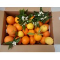 Caja de Naranjas variedad Valencia Late15Kg