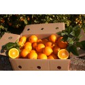 Caja de Naranjas Navelina 10Kg